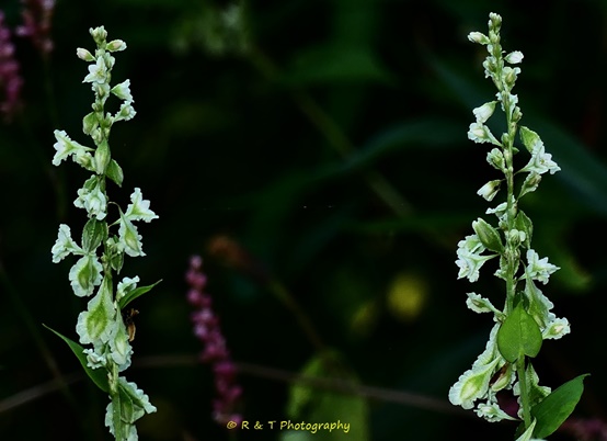 {Fallopia scandens}